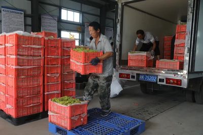 二二一團富鵬合作社 三色葡萄火了，就業路寬了！勞動保護用品銷售的新機遇