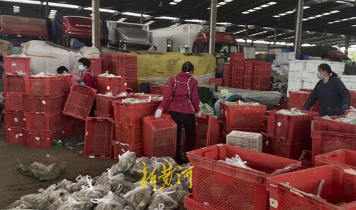 山東匡山農(nóng)產(chǎn)品市場(chǎng)解封探訪 防疫保供兩不誤，蔬菜價(jià)格穩(wěn)中有降，勞保用品銷(xiāo)售顯新意